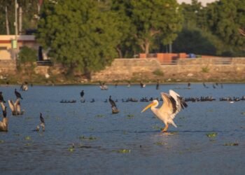 Hindustan Zinc advances Animal Welfare, positively impacting 8.7 lakh animals since 2016