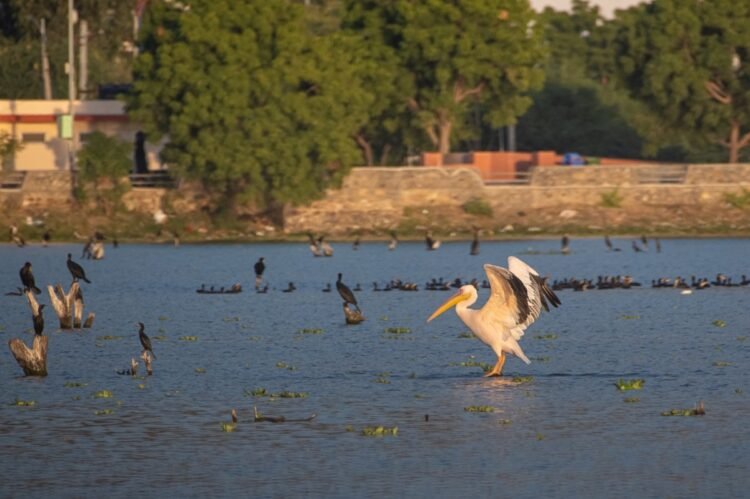 Hindustan Zinc advances Animal Welfare, positively impacting 8.7 lakh animals since 2016