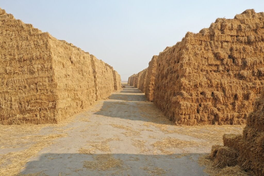 Sustainability: SAEL to Procure 20 Lakh Tonnes of Paddy Stubble to Convert Waste into Clean Energy 2 India CSR
