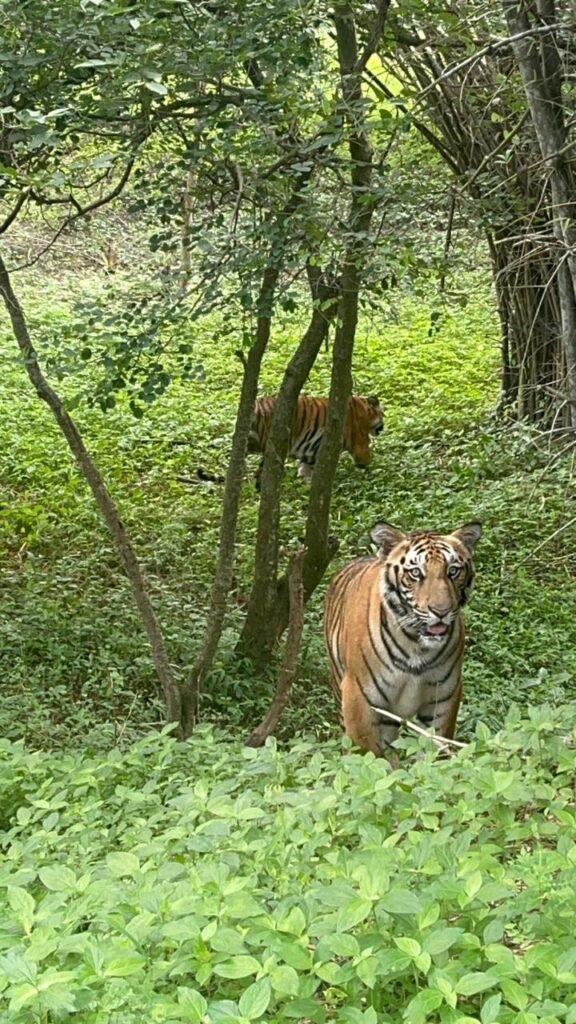 Prestige Group Adopts Tiger Cubs under CSR Initiative at Bannerghatta Biological Park 2 India CSR