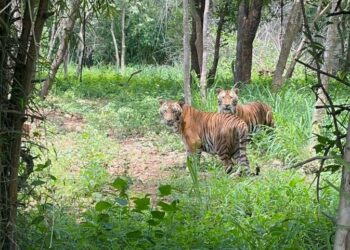 Two male tiger cubs, Simba and Sheru, at the Bannerghatta Biological Park (BBP)