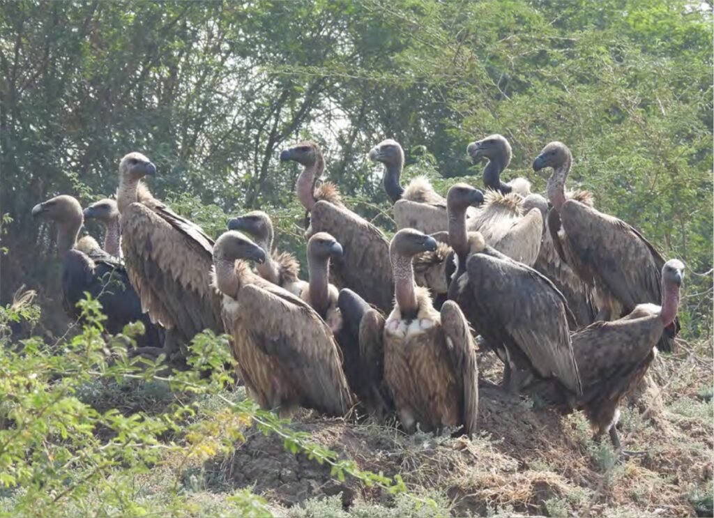 Khambhat Vulture Conservation Project. Image Source: UPL Annual CSR Report 2024-25
