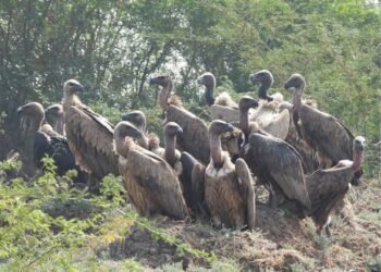 CSR: Khambhat Vulture Conservation Project: Origin, Purpose, Pillars, and Achievements on the Ground