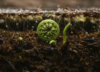 Biofertilizers are Breaking the Norm