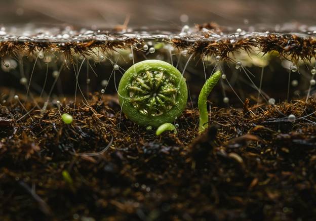 Biofertilizers are Breaking the Norm 1 Biofertilizers are Breaking the Norm