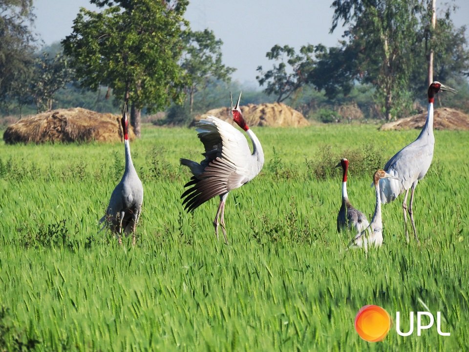 CSR: UPL Hosts 4th Sarus Crane Festival in Gujarat on World Wetlands Day 2 India CSR