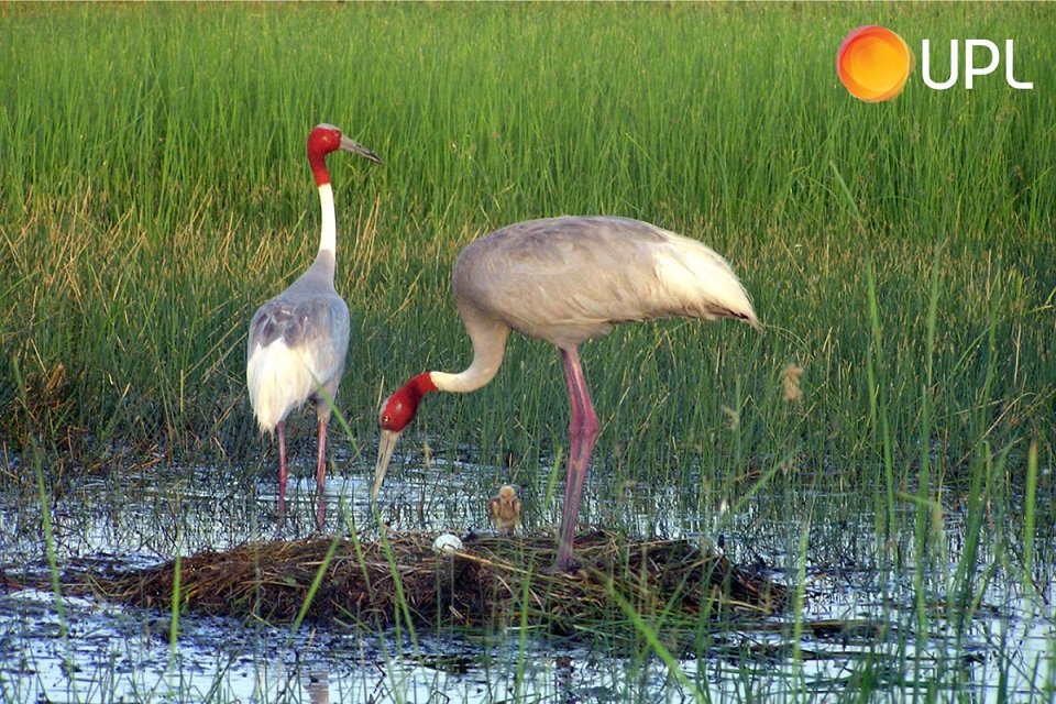 CSR: UPL Hosts 4th Sarus Crane Festival in Gujarat on World Wetlands Day 4 UPL Hosts 4th Sarus Crane Festival in Gujarat on World Wetlands Day