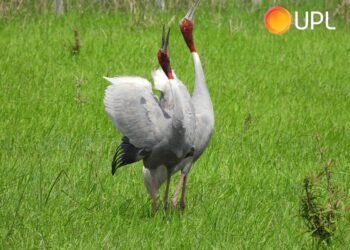 CSR: UPL Hosts 4th Sarus Crane Festival in Gujarat on World Wetlands Day