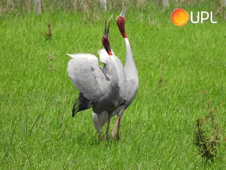 CSR: UPL Hosts 4th Sarus Crane Festival in Gujarat on World Wetlands Day 1 India CSR