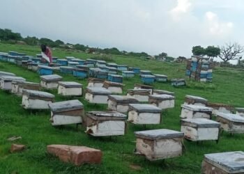 The biggest challenge we face is the lack of buyers, which is why many people in our area are gradually moving away from beekeeping. | Photo courtesy: Anita Dhakad