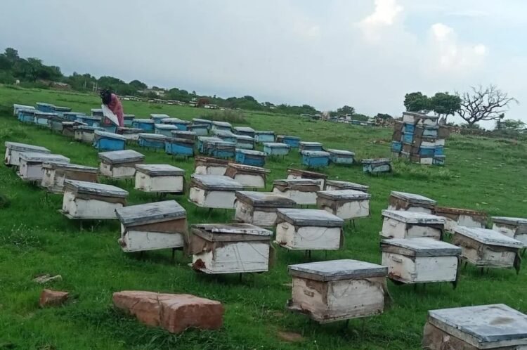 The biggest challenge we face is the lack of buyers, which is why many people in our area are gradually moving away from beekeeping. | Photo courtesy: Anita Dhakad