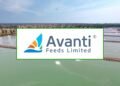 Avanti Feeds