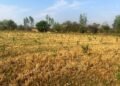 CSR: Mobavenue AI Plants 15,000 Trees for Sustainability Drive