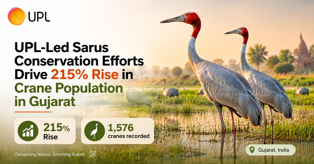CSR: UPL’s Decade-Long Biodiversity Program Boosts Sarus Crane Count to 1,576 in Gujarat