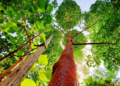 Fidelity Cares 180,000 Saplings, 20 Mini Forests and 300 Recharge Wells