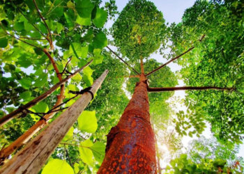 Fidelity Cares 180,000 Saplings, 20 Mini Forests and 300 Recharge Wells