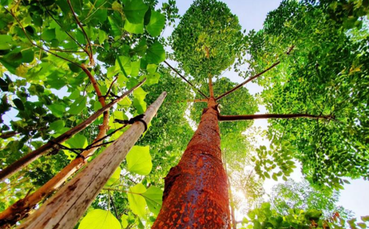 Fidelity Cares 180,000 Saplings, 20 Mini Forests and 300 Recharge Wells 1 India CSR