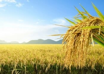 CSR: TPWODL Empowering 4,000 Farmers Through Climate-Smart Paddy Farming in Odisha