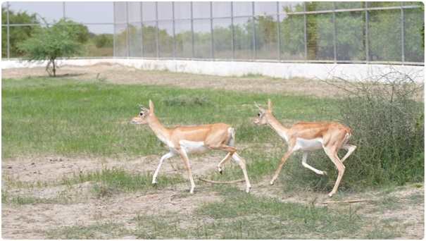 20 Blackbucks Rewilded in Banni Grassland on India’s 80th Independence Day, Advancing Native Wildlife Restoration 1 India CSR