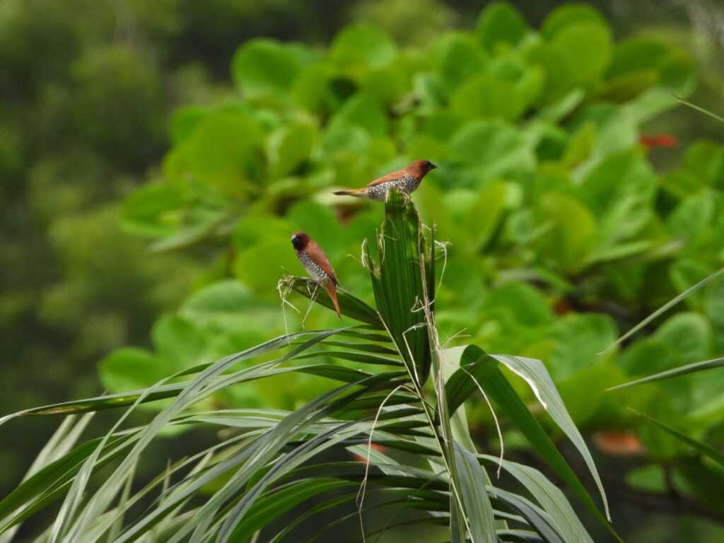 Chhattisgarh Bird Count Campaign Builds Citizen Science Network Across State 4 India CSR