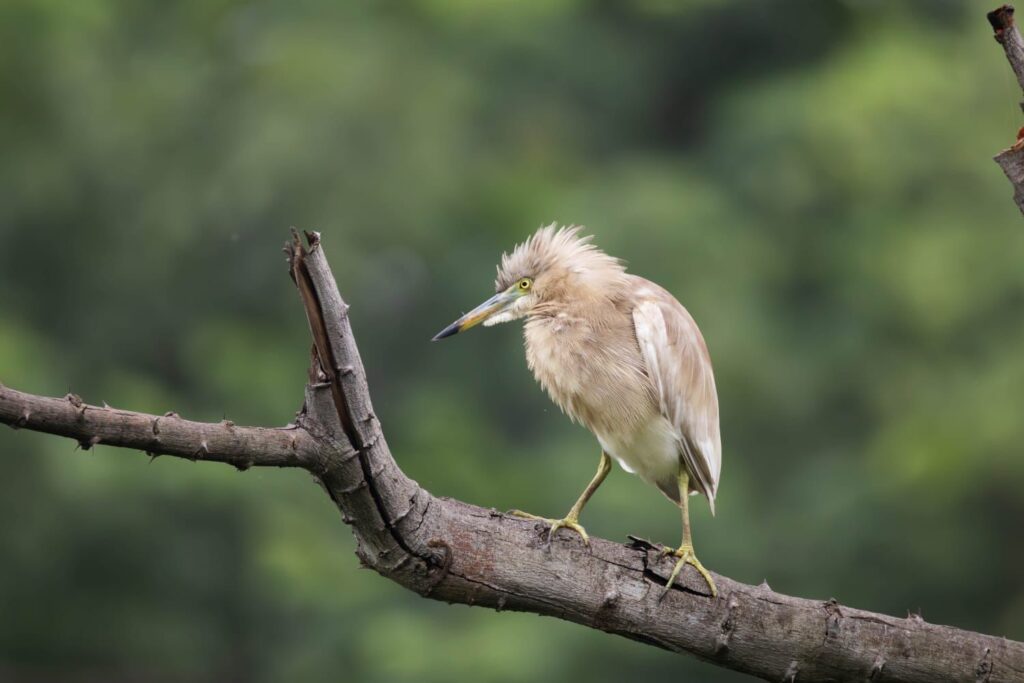 Chhattisgarh Bird Count Campaign Builds Citizen Science Network Across State 2 India CSR
