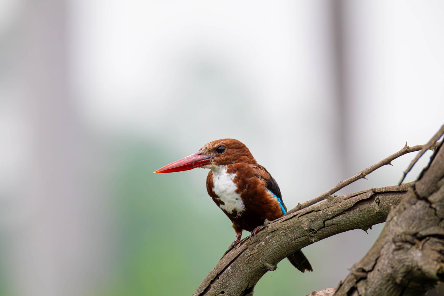 Chhattisgarh Bird Count Campaign Builds Citizen Science Network Across State 1 India CSR