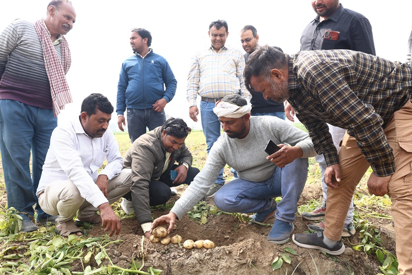 Potato Harvesting at Lay's Smart Farm