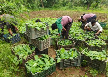 India CSR®