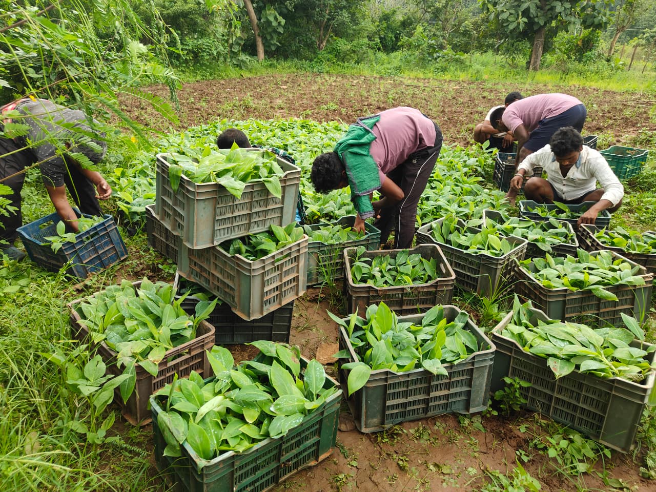 Odisha: Tribal Farmers Empowered Through Advanced Banana Cultivation Training in Kandhamal 1 India CSR®