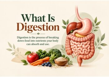 What Is Digestion
