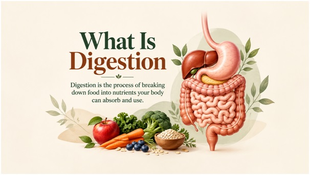 What Is Digestion